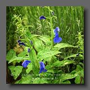 Salvia chamaedryoides 'Silver' (le jardin de la poterie Hillen) www.poterie.fr